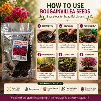 Mix Colour Bougainvillea Flower Seeds For Home Garden Pack of 2