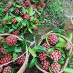 AI Devil Fruit Seeds PACK OF 2