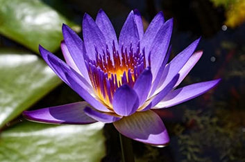 Rare Lotus Flower Seed ( Pack of 2 )